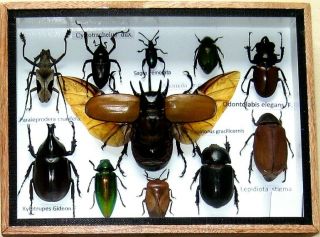 11 Real Beetle Rare Insect Display Taxidermy Bug In Wood Box Collectible Gift