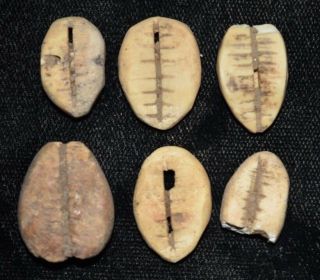 Set Of 6 Ancient Chinese " Cowrie Shell " Money Coins/beads 1750 - 1150 Bc D9