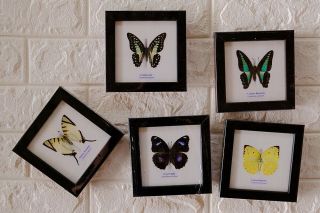 Real 5 Butterfly Taxidermy Framed Insect Home Decoration No.  9