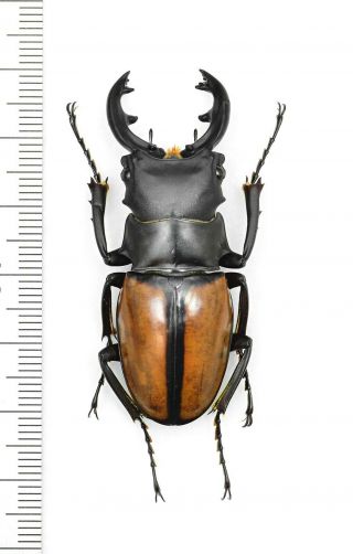 Lucanidae Odontolabis Versicolor 52mm From S.  India