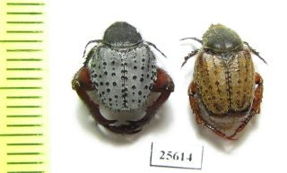 Melolonthinae,  Hopliini Sp. ,  Pair,  South Africa Rep.