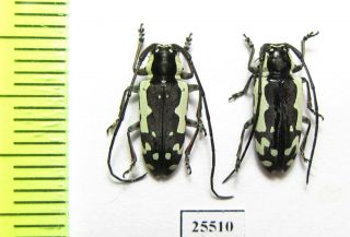 Cerambycidae Sp. ,  Pair,  South Africa Rep.