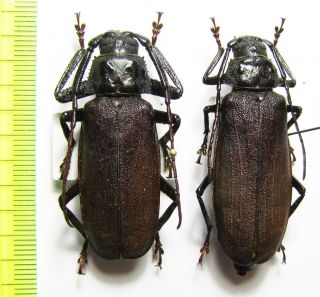Cerambycidae,  Anomophysis Hainana,  Pair,  Thailand 45 Mm