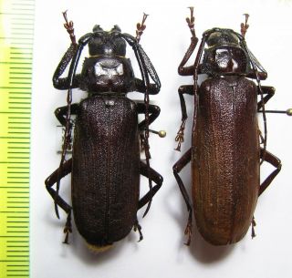 Cerambycidae,  Anomophysis Modesta,  Pair,  Thailand 42 Mm