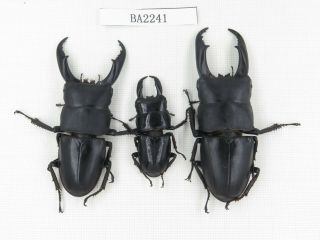 Beetle.  Dorcus Titanus Ssp.  China,  Guizhou,  Mt.  Leigongshan.  3m.  Ba2241.