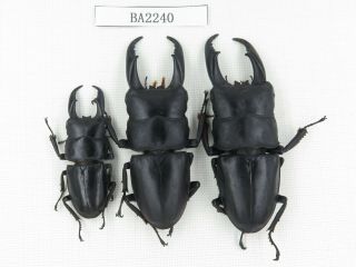 Beetle.  Dorcus Titanus Ssp.  China,  Guizhou,  Mt.  Leigongshan.  3m.  Ba2240.