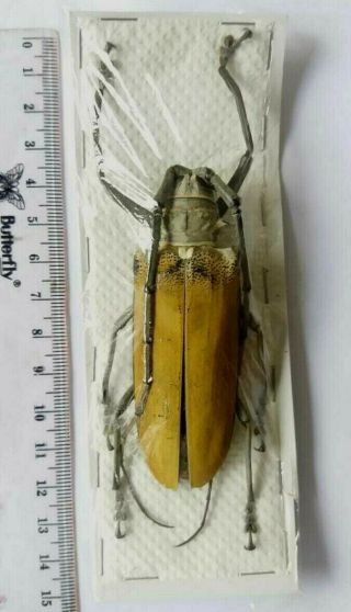 Cerambycidae Batocera Hercules Ssp,  81mm.  A1.  Peleng Is - Indonesia.