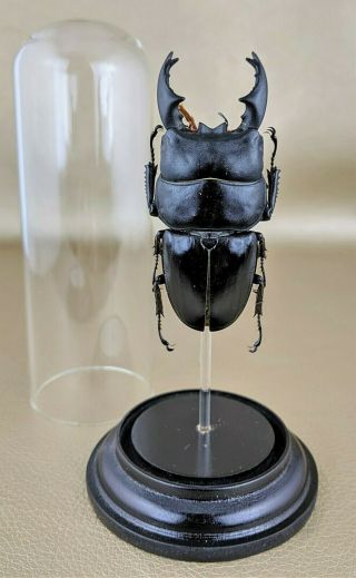 F36 Entomology Taxidermy Black Stag Beetle Short Horn Beetle Glass Dome Display