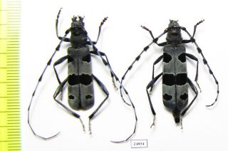 Cerambycidae,  Rosalia Alpina,  Pair,  Greece