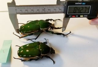 Mecynorrhina Torquata Pair Giant Size 84mm/61mm Cetonidae Cameroon Green Beetles