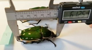 MECYNORRHINA TORQUATA PAIR GIANT SIZE 84mm/61mm CETONIDAE CAMEROON Green Beetles 2