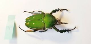 MECYNORRHINA TORQUATA PAIR GIANT SIZE 84mm/61mm CETONIDAE CAMEROON Green Beetles 3