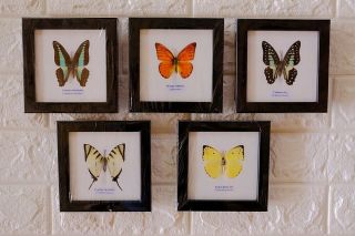 Real 5 Butterfly Taxidermy Framed Insect Home Decoration No.  10