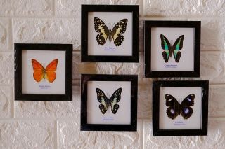 Real 5 Butterfly Taxidermy Framed Insect Home Decoration No.  6