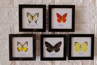 Real 5 Butterfly Taxidermy Framed Insect Home Decoration No.  7