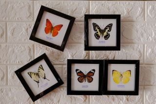 Real 5 Butterfly Taxidermy Framed Insect Home Decoration No.  8