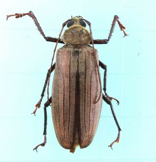 Xixuthrus Stumpei - Prioninae 61mm Female From Lae Province Papua Guinea Png