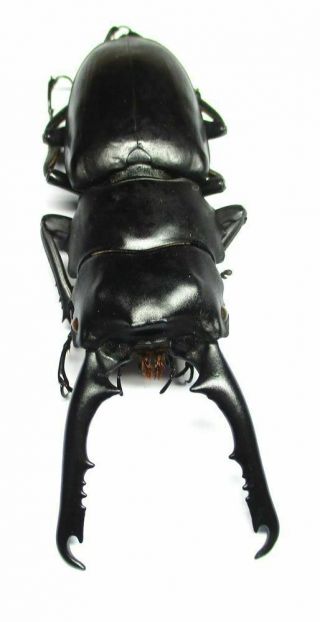 008 Lucanidae: Prosopocoilus Gertrudesae Teledont Male 61.  5mm Very Large