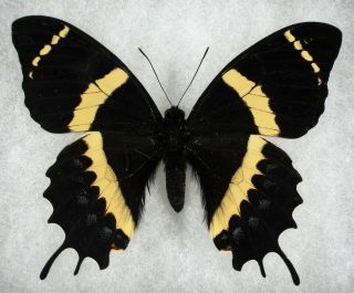Insect/butterfly/ Papilio Abderus - Male 3.  5 "
