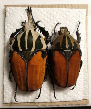 (cetoniidae) Mecynorrhina (mecynorhina) Oberthuri Pair 68 70mm