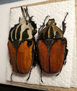 (Cetoniidae) Mecynorrhina (mecynorhina) oberthuri pair 68 70mm 2