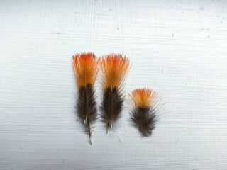 Indian Crow Granadensis Feathers Vintage Fly Tying Classic Salmon Flies