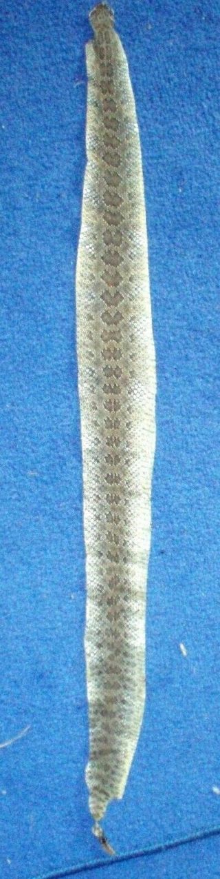 Rattlesnake Skin Prairie Rattler Hide Soft Tanned Bow Wrap Blanks Art 32 Inch R2