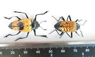 2 Tenebrionidae Sp Special Insect Ucayali - Peru