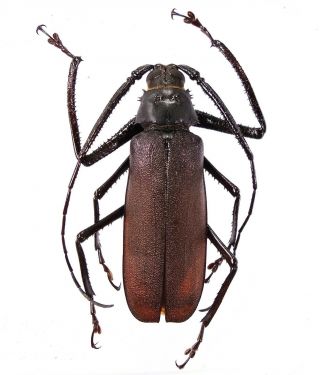 Anomophysis Alfura - Prioninae 59mm Male From Timor Island,  Indonesia