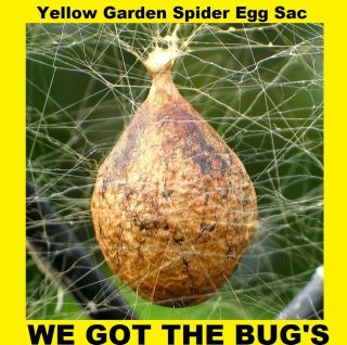 1 Real Black And Yellow Garden Spider (specimen Egg Sac) (egg Sac Only)