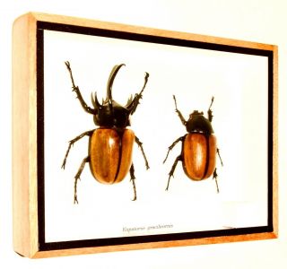 Real Pair 5 Horned Rhino Beetle Eupatorus Gracilicornis : Insect Taxidermy