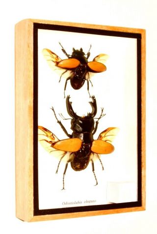 Real Pair Brown Stag Beetles; Odontolabis Elegans (winged) : Taxidermy