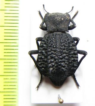 Tenebrionidae Sp. ,  Mexico