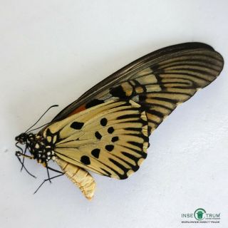 Papilio Antimachus | D.  R.  C.  | Papered | A1/a1 -,  188 Mm Big Size