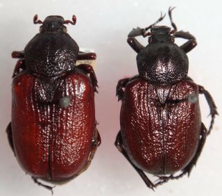 Scarabaeidae Osmoderma Scabra Set Of 2 Pa C84 Beetle Insect Scarab