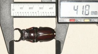 Lucanidae Lucanus Imitator 41mm Tibet