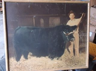 Vintage Angus Show Cow Print