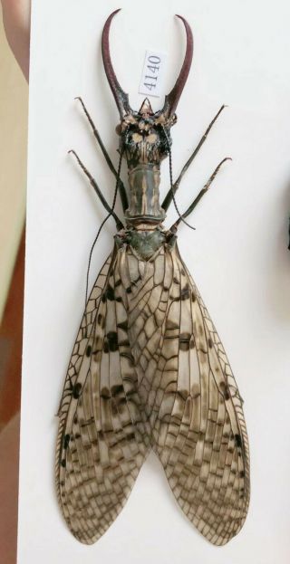 Acanthacorydalis Orientalis 129mm A2 From Yuexi Anhui China No.  4140