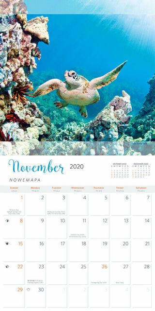 2020 Wall Calendar - Hawaiian Sea Turtles by Michael & Monica Sweet,  11in x 11in 3