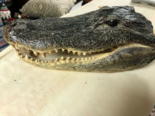 Large 12” (florida Gator) Alligator Head Taxidermy
