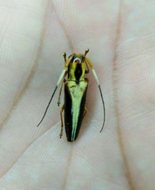 Cerambycidae Cerambycinae Ssp,  Rare From - Peru