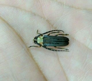 Cerambycidae Cerambycinae Ssp.  Very Rare A1 From - Peru