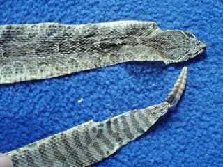 Rattlesnake Skin Prairie Rattler Hide Soft Tanned Bow Wrap Blanks Art 33 Inch R7