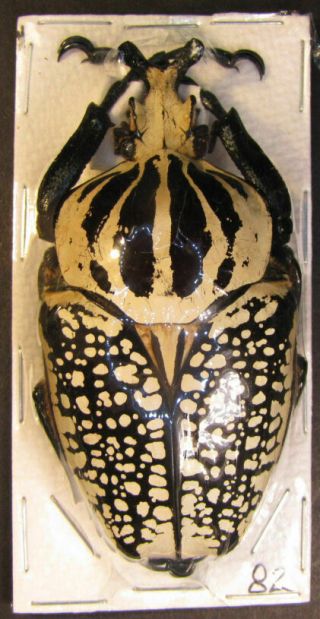 Coleoptera (2 - Males) Goliathus Orientalis 85mm. ,  Conspersus 80mm.  Ref 15