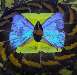 Vintage Iridescent Blue Morpho Butterfly Wing Plate Dish 6.  5 "