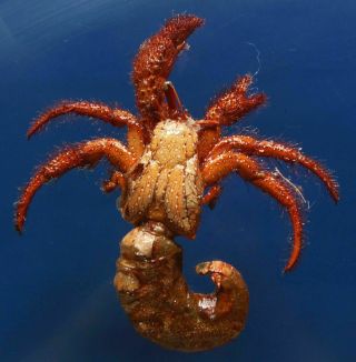 87205 White - Spotted Hermit Crab Dardanus Megistos 138 Mm Taxidermy Oddities