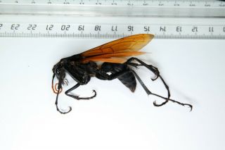 Hymenoptera Pepsis Sp Tarantula Hawk A1 Peru 85mm Wings