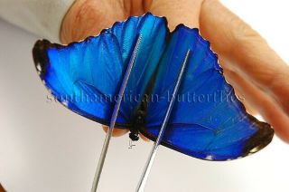 Morpho Absoloni Unmounted Butterfly Rare