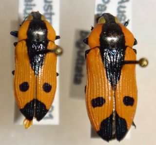 Rare Castiarina Biguttata Pair Australia Ww Jewel Beetle Buprestid Calodema