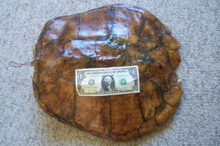Large 171/2 " Snapping Turtle Shell Taxidermy Bones Hunting